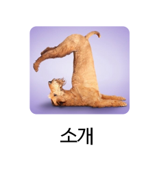 루시드 요가 (Yoga&PT)  